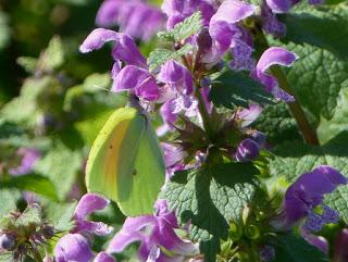 Mariposa cleopatra, ciclo anual