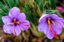 100 Hechos y curiosidades de la gastronomía