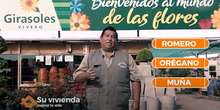 Cómo cultivar plantas medicinales en casa