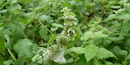 Cómo cultivar plantas medicinales en casa