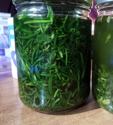 Cómo cultivar plantas medicinales en casa