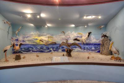 CUMPLE MEDIO SIGLO DE VIDA MUSEO DE CIENCIAS NATURALES DEL EDOMÉX