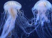 Diferencias entre library() require()