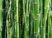 Miércoles Mudo: Efecto Bambú