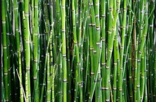 Miércoles Mudo: El Efecto Bambú
