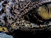 iStock explica cómo destacar contenido imágenes perspectivas únicas