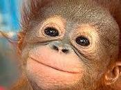 Tres cuatro castañas