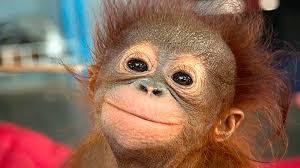 Tres o cuatro castañas