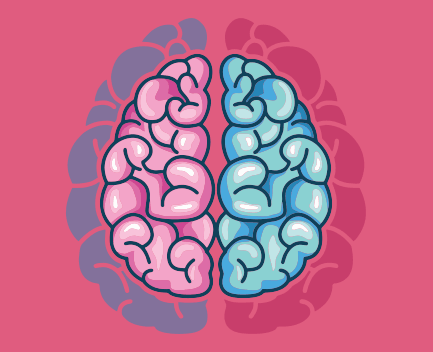 8 Ejercicios para el Cerebro y la Memoria Gratis hemisferios cerebrales