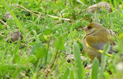 PREPARANDO LA LLEGADA DE LA PRIMAVERA