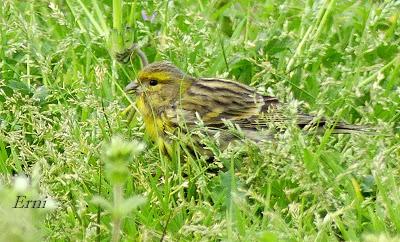 PREPARANDO LA LLEGADA DE LA PRIMAVERA