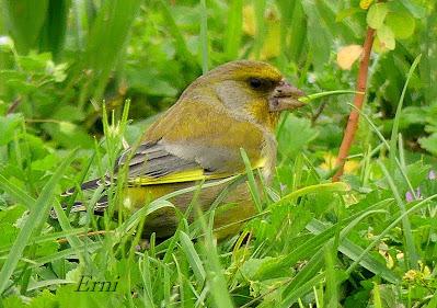 PREPARANDO LA LLEGADA DE LA PRIMAVERA