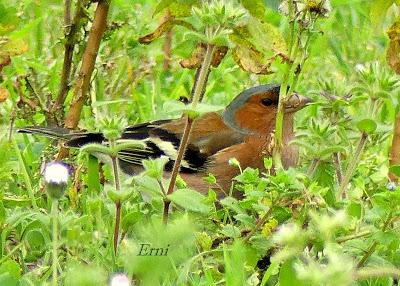 PREPARANDO LA LLEGADA DE LA PRIMAVERA