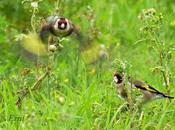 Preparando llegada primavera