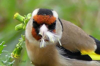 PREPARANDO LA LLEGADA DE LA PRIMAVERA