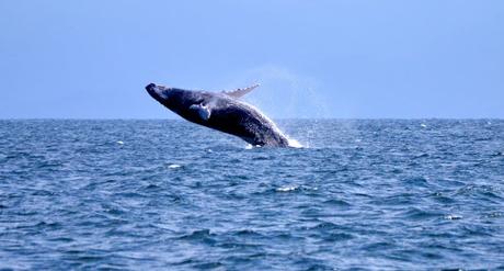 Las Ballenas de Samana en Republica Dominicana