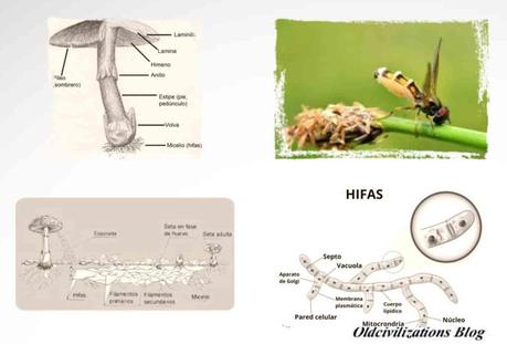 ¿Qué sabemos sobre la misteriosa inteligencia de los hongos?