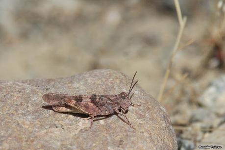 Tucura de alas pálidas (Trimerotropis pallidipennis)