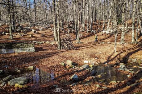 El rebaño del bosque