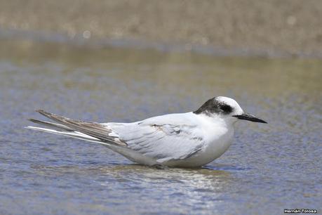 Gaviotín sudamericano (Sterna hirundinacea)