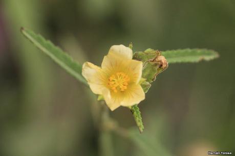 Escoba dura (Sida spinosa)