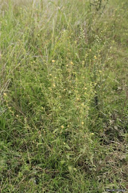 Escoba dura (Sida spinosa)