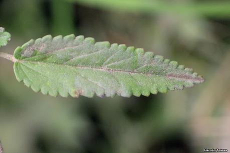 Escoba dura (Sida spinosa)