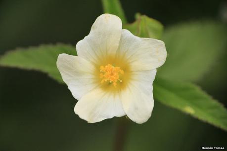 Escoba dura (Sida rhombifolia)