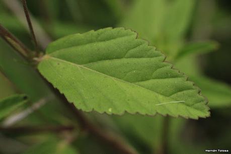 Escoba dura (Sida rhombifolia)