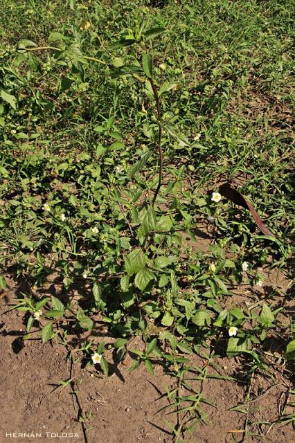 Escoba dura (Sida rhombifolia)