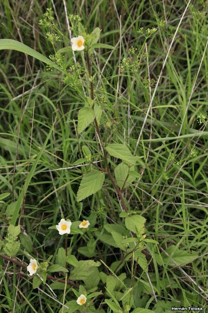 Escoba dura (Sida rhombifolia)
