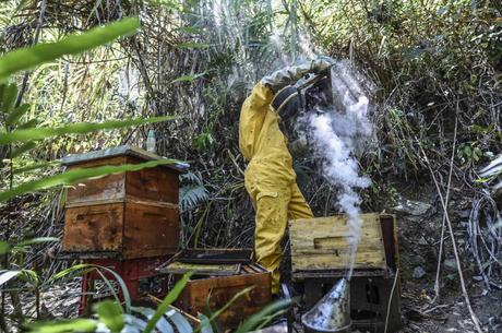Estudio: ¿son los aguacates culpables de las muertes de abejas en Colombia?
