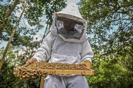 Estudio: ¿son los aguacates culpables de las muertes de abejas en Colombia?
