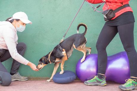 BLOGSSIPGIRL TE PRESENTA: BEC ADIESTRAMIENTO CANINO, TU MASCOTA ES TU MEJOR COMPAÑERO