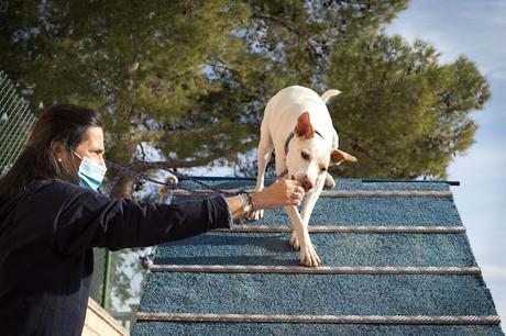 BLOGSSIPGIRL TE PRESENTA: BEC ADIESTRAMIENTO CANINO, TU MASCOTA ES TU MEJOR COMPAÑERO