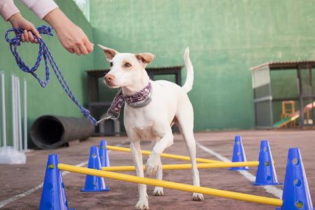 BLOGSSIPGIRL TE PRESENTA: BEC ADIESTRAMIENTO CANINO, TU MASCOTA ES TU MEJOR COMPAÑERO