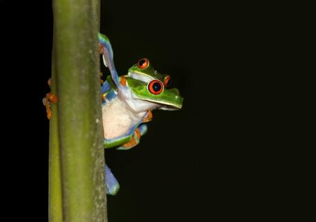 Qué ver y hacer en Monteverde