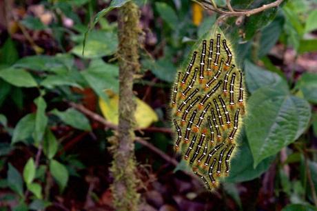 Qué ver y hacer en Monteverde