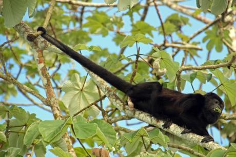 Qué ver y hacer en Monteverde