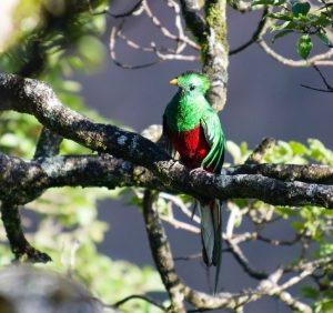 Qué ver y hacer en Monteverde