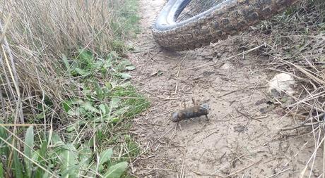 Nuevas trampas para los ciclistas de Alcoy