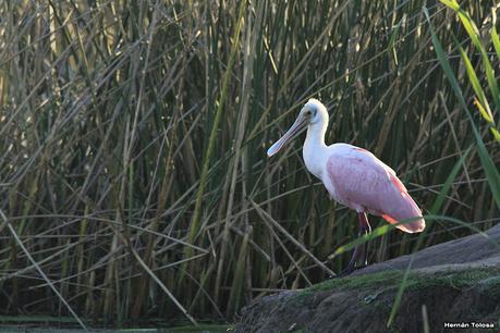 Censo Neotropical de Aves Acuáticas (febrero 2021)