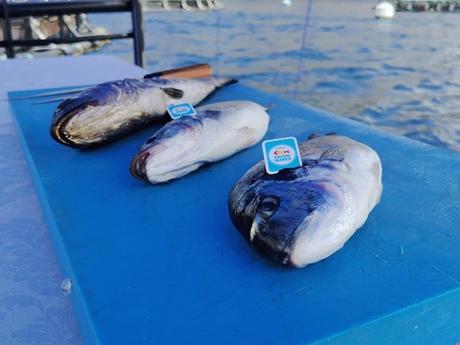 Tiradito de dorada, receta peruana Tiradito de dorada, receta peruana