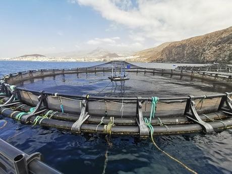 Tiradito de dorada, receta peruana Tiradito de dorada, receta peruana