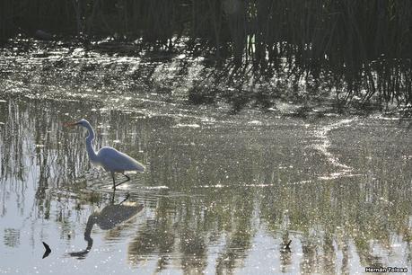 Censo Neotropical de Aves Acuáticas (febrero 2021)