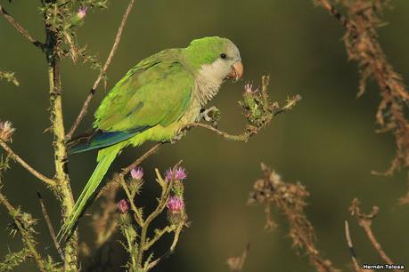 Censo Neotropical de Aves Acuáticas (febrero 2021)