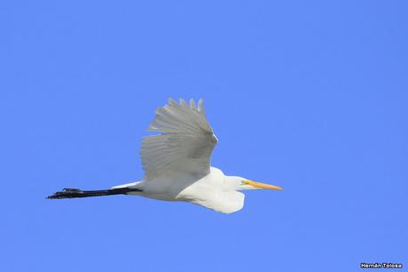 Censo Neotropical de Aves Acuáticas (febrero 2021)