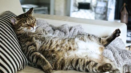 Cómo quemar grasa engañando al gravitostato