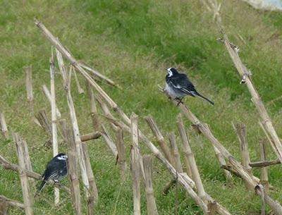 De vuelta a su hogar escocés De vuelta a su hogar escocés