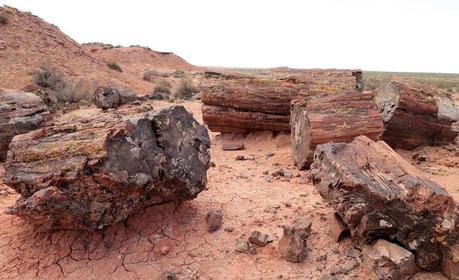 El Sauce tendrá un museo sobre el bosque petrificado